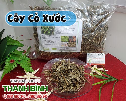 Công dụng của cây cỏ xước giúp giảm đau nhức xương khớp cực hay 