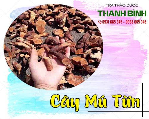 Cách sử dụng cây mú từn trong điều trị bệnh gout, giảm đau tốt nhất