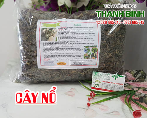 địa điểm bán cây nổ hỗ trợ làm ra mồ hôi, giải cảm uy tín chất lượng nhất