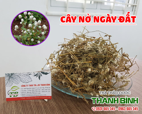 Mua bán cây nở ngày đất tại huyện phúc thọ có tác dụng chữa ho và cảm vặt