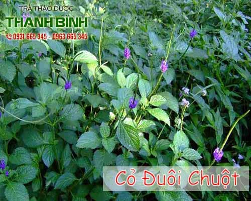 Công dụng của cỏ đuôi chuột trong điều trị viêm tiết niệu hiệu quả nhất