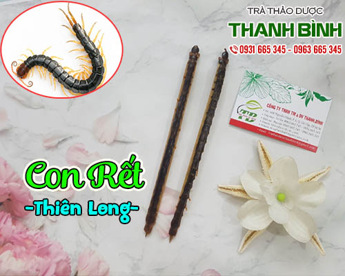 Mua bán con rết tại hà nội uy tín chất lượng tốt nhất