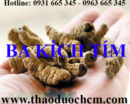 Mua bán ba kích tím tại quận ba đình giúp bổ thận tráng dương khỏe gân cốt