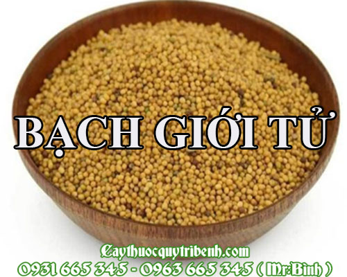 Mua bán bạch giới tử tại quận 1 giúp điều trị viêm khí quản hiệu quả 