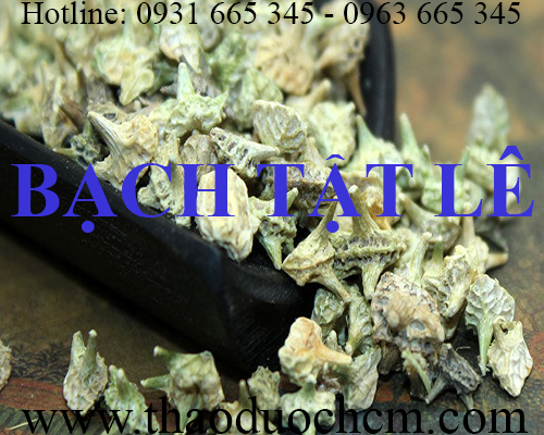 Mua bán bạch tật lê tại yên bái có công dụng chữa loét miệng hiệu quả