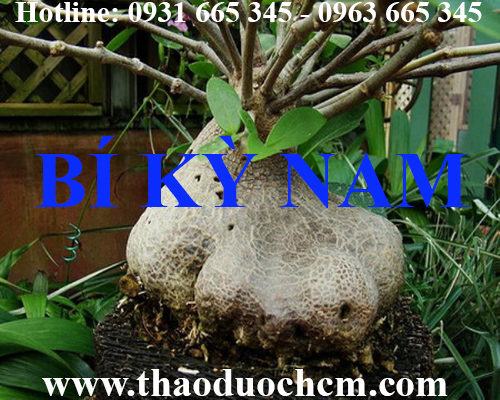 Mua bán cây bí kỳ nam tại quận ba đình giúp điều trị viêm gan tốt nhất