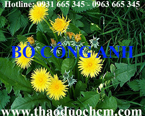 Mua bán cây bồ công anh tại huyện hoài đức hỗ trợ điều trị mụn nhọt hiệu quả