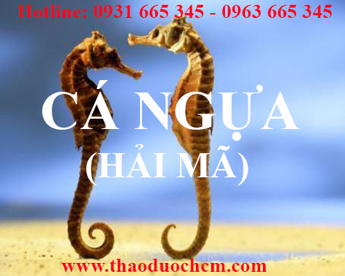 Mua bán cá ngựa (hải mã) tại quận ba đình giúp bổ thận tráng dương tốt nhất