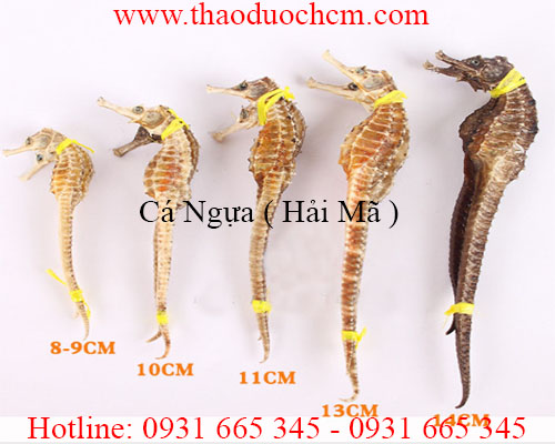 Mua bán cá ngựa (hải mã) tại cần thơ có tác dụng chữa đau lưng mỏi gối