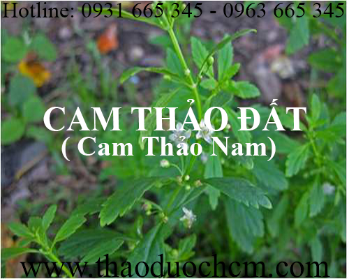 Mua bán cam thảo đất tại hưng yên hỗ trợ thanh nhiệt giải độc mát gan