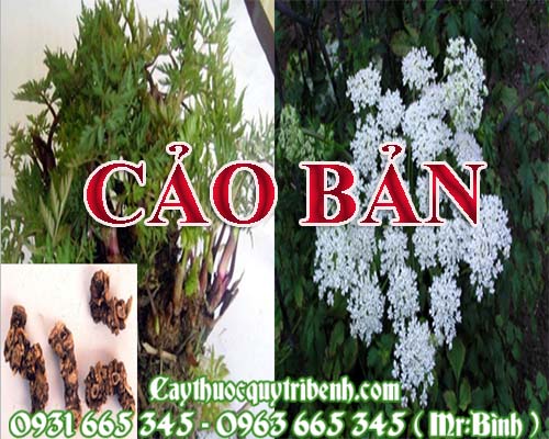 Mua bán cảo bản ở quận bình tân rất tốt trong việc điều trị đau nửa đầu