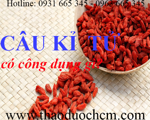 Mua bán câu kỉ tử tại huyện phúc thọ có tác dụng bảo vệ gan hiệu quả