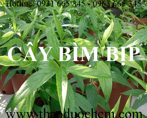 Mua bán cây bìm bịp tại quận tây hồ giúp điều trị đau nhức xương khớp