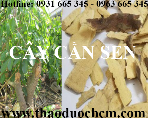 Mua bán cây cần sen tại quận hoàn kiếm giúp điều trị ung thư gan an toàn