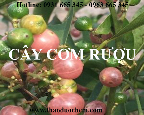 Mua bán cây cơm rượu tại quảng ngãi giúp trị bệnh gan bảo vệ gan rất tốt