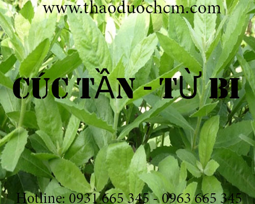Mua bán cây cúc tần tại quận 4 có tác dụng chữa nhức đầu cảm sốt