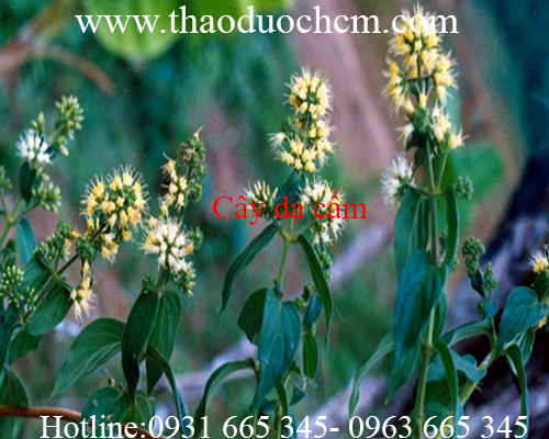 Mua bán cây dạ cẩm ở quận tân phú có tác dụng điều trị bong gân rất tốt