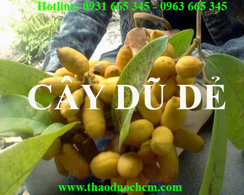 Công dụng của cây dũ dẻ trong điều trị mẩn ngứa hiệu quả tốt nhất
