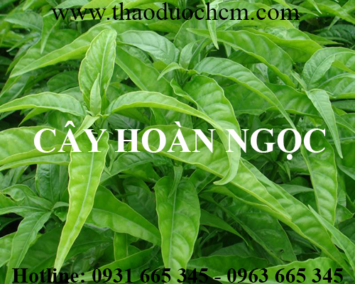 Mua bán cây hoàn ngọc tại quận hoàn kiếm giúp điều trị u bướu tốt nhất