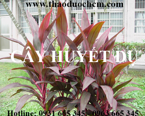 Mua bán cây huyết dụ tại sóc trăng rất tốt trong việc bệnh ho ra máu