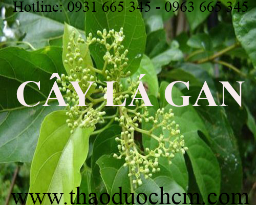 Mua bán cây lá gan tại quận long biên giúp hạ men gan an toàn nhất
