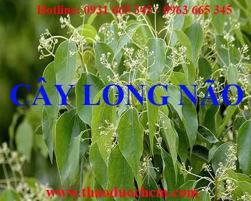 địa chỉ bán cây long não điều trị sâu răng tại hà nội uy tín nhất