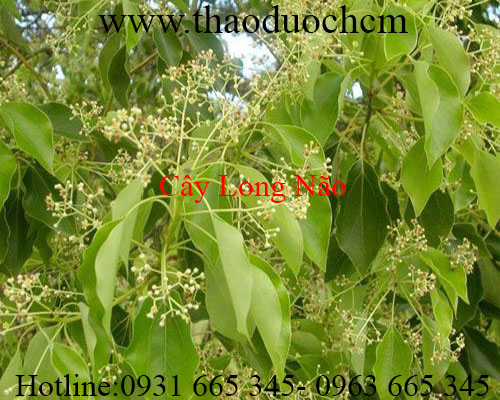 Mua bán cây long não tại quận 8 giúp trị đau nhức xương khớp hiệu quả