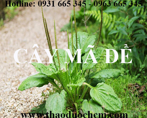Mua bán cây mã đề tại huyện phú xuyên rất tốt trong điều trị sỏi thận