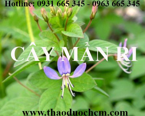 Mua bán cây mần ri tại quận hoàng mai giúp hồi phục chức năng thận tốt nhất
