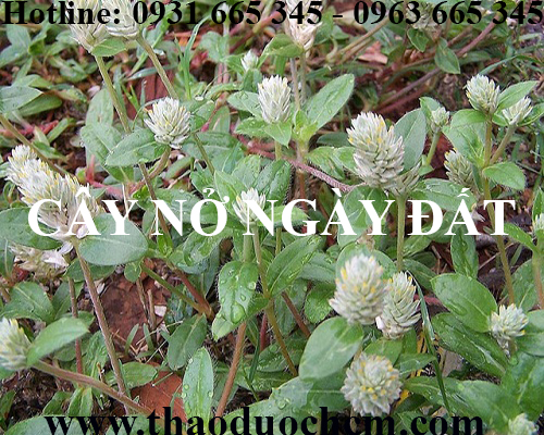 Mua bán cây nở ngày đất tại huyện ứng hòa hỗ trợ trị tim mạch hiệu quả
