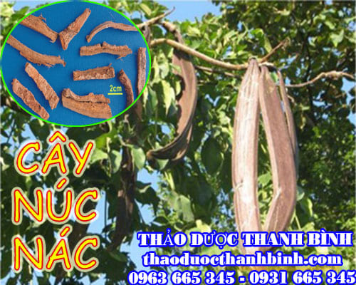 Mua bán cây núc nác tại huyện hoài đức giúp điều trị ho lâu ngày, khan tiếng