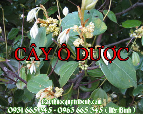 Mua bán cây ô dược tại long an có tác dụng trị chướng bụng đầy hơi rất tốt