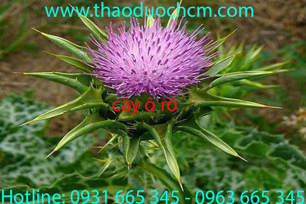 Mua bán cây ô rô ở huyện cần giờ giúp thanh nhiệt uy tín hiệu quả nhất