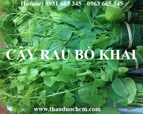 Mua bán rau bò khai tại tp hcm uy tín chất lượng tốt nhất