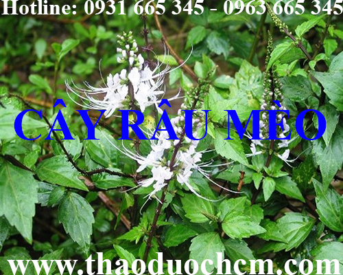 Mua bán cây râu mèo tại huyện gia lâm giúp điều trị mụn an toàn nhất