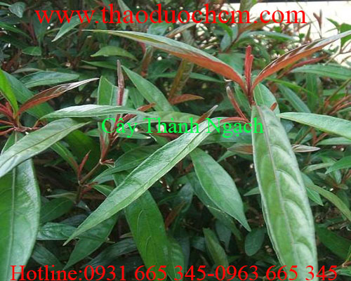Mua cây thành ngạnh( cây đỏ ngọn) ở đâu tại tphcm ???