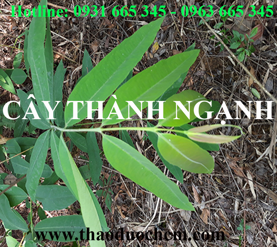 Mua bán cây thành ngạnh tại quận hai bà trưng có tác dụng thanh nhiệt giải độc