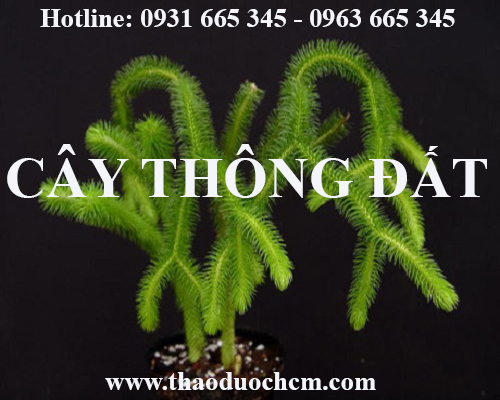 Mua bán cây thông đất tại huyện sóc sơn rất tốt trong việc cải thiện trí nhớ
