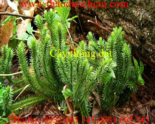 Mua bán cây thông đất tại quận 12 có tác dụng trị bệnh quáng gà hiệu quả