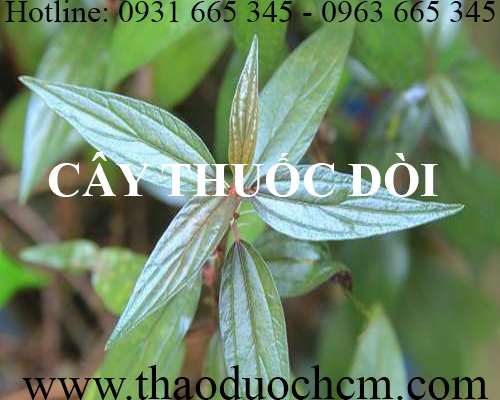 Mua bán cây thuốc dòi tại cao bằng có tác dụng điều trị viêm họng rất tốt