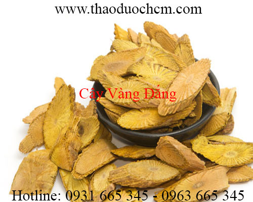 Mua bán cây vàng đắng tại quận 10 có tác dụng điều trị bệnh đau mắt