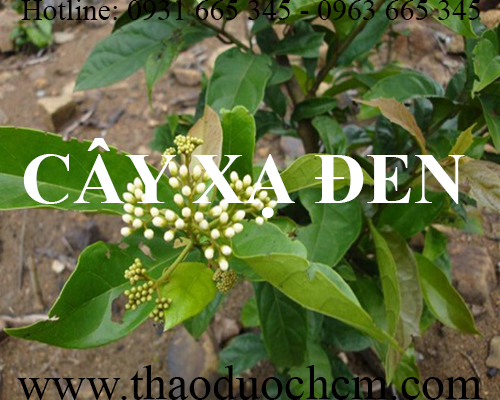 Mua bán cây xạ đen tại huyện sóc sơn giúp tăng cường chức năng gan uy tín
