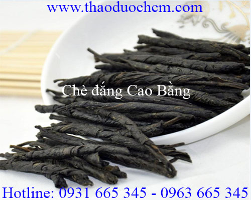 Mua bán chè đắng cao bằng tại quận 4 có tác dụng điều trị ho hiệu quả