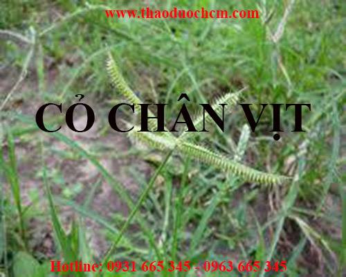Mua bán cỏ chân vịt tại hải phòng trong việc tăng cường sức khỏe hiệu quả