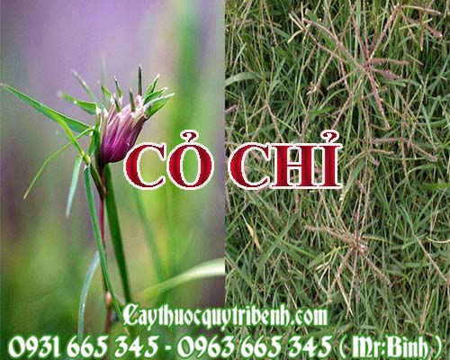 Mua bán cỏ chỉ tại thừa thiên huế rất tốt trong việc điều trị viêm bàng quang