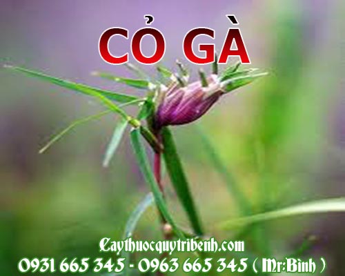 Mua bán cỏ gà tại ninh bình rất tốt trong việc trị rối loạn kinh nguyệt