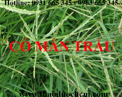 Mua bán cỏ mần trầu tại quận hoàng mai giúp điều trị táo bón hiệu quả nhất