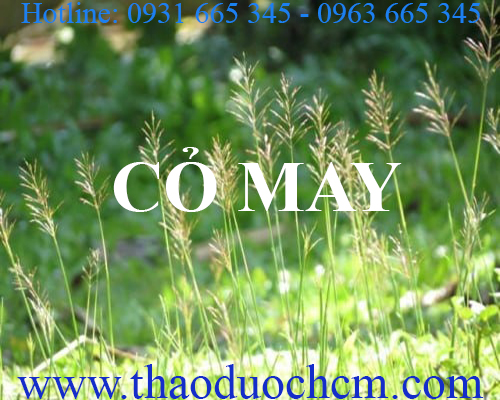 Mua bán cỏ may tại hà nội uy tín chất lượng tốt nhất