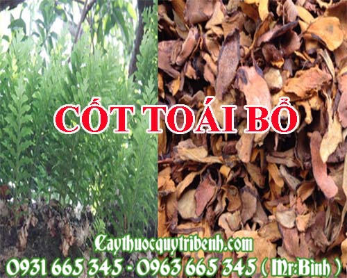 Mua cốt toái bổ ở đâu tại tp hcm ???