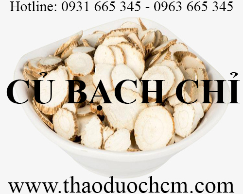 Mua bán củ bạch chỉ tại ninh thuận hỗ trợ kháng viêm an toàn nhất
